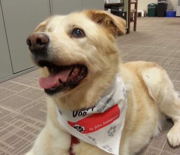One of the dogs that will be a part of the airport's dog therapy program.