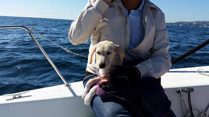 Members of an Italian yacht club rescued a Labrador puppy that was spotted struggling to stay afloat of the coast of Naples last month.
