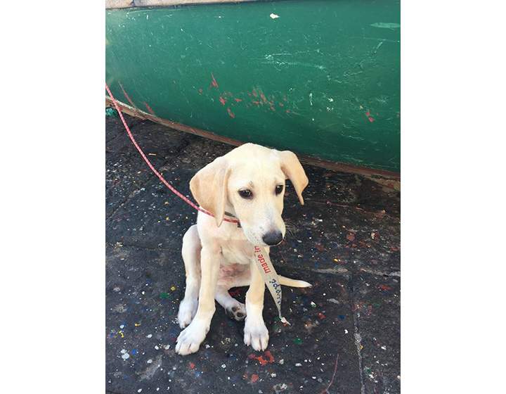 Members of an Italian yacht club rescued a Labrador puppy that was spotted struggling to stay afloat of the coast of Naples last month.