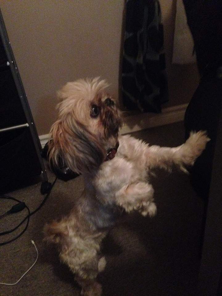 Hamilton police said Lucy was stolen outside of a Tim Hortons in the city on Saturday.