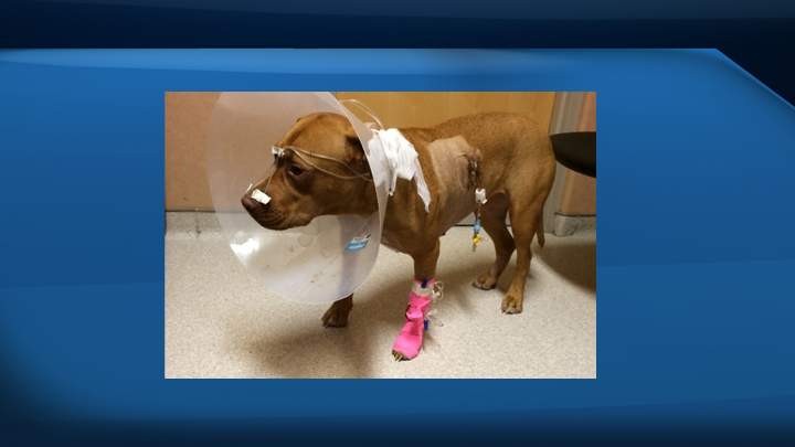 A Saskatchewan man is trying to deal with rising veterinarian bills after three of his dogs had a nasty encounter with a porcupine.