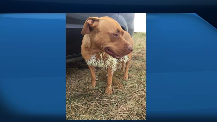 A Saskatchewan man is trying to deal with rising veterinarian bills after three of his dogs had a nasty encounter with a porcupine.