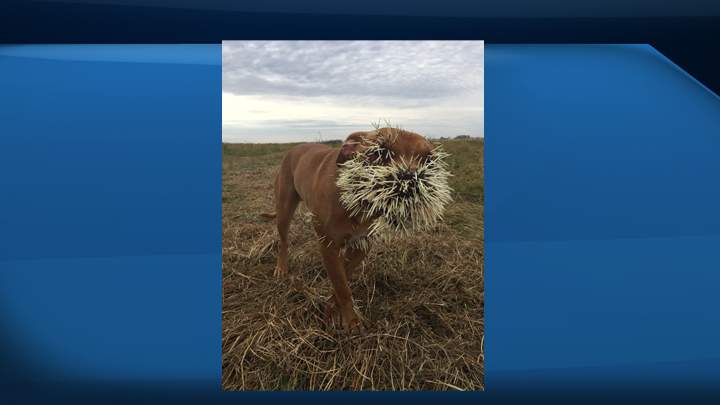 A Saskatchewan man is trying to deal with rising veterinarian bills after three of his dogs had a nasty encounter with a porcupine.