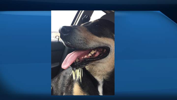 A Saskatchewan man is trying to deal with rising veterinarian bills after three of his dogs had a nasty encounter with a porcupine.