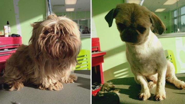 Dog seized