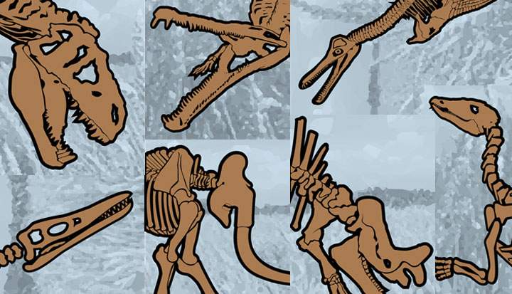Saskatchewan needs help from Grade 7 students to help choose its official fossil from seven candidates.