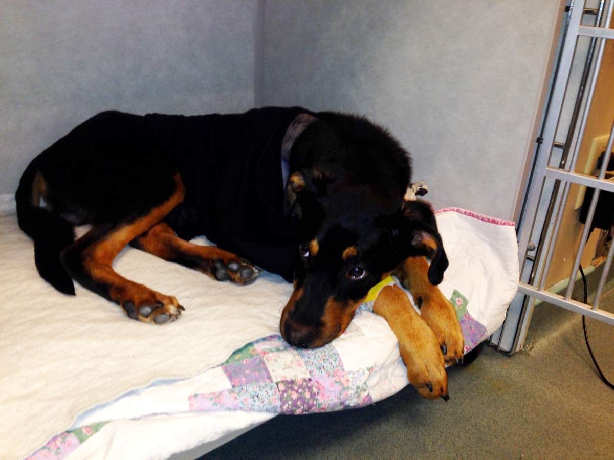 Taylor, recovering after his surgery.