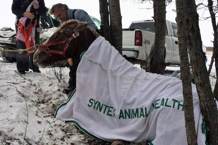Horse rescued from icy slough.