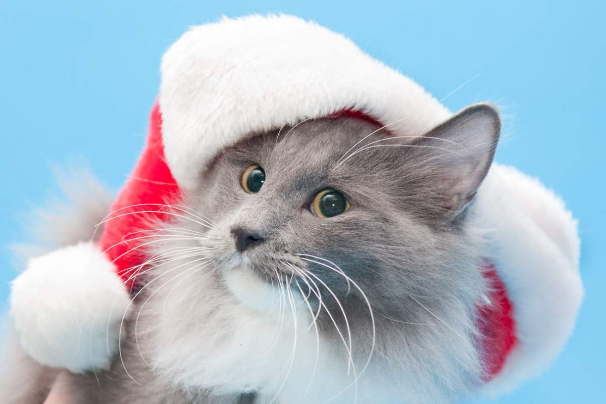 Winnipeg Humane Society kicks off Santa Paws photos Sunday - image