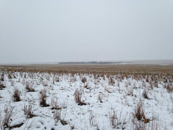 The photos appear to show a barren snowy landscape, but a closer look reveals dozens of sheep in the photos that are camouflaged by the snowy field.