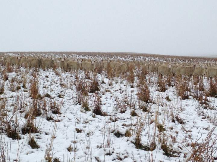 The photos appear to show a barren snowy landscape, but a closer look reveals dozens of sheep in the photos that are camouflaged by the snowy field.