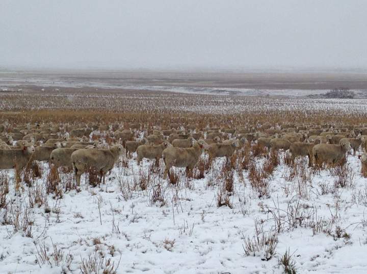 The photos appear to show a barren snowy landscape, but a closer look reveals dozens of sheep in the photos that are camouflaged by the snowy field.