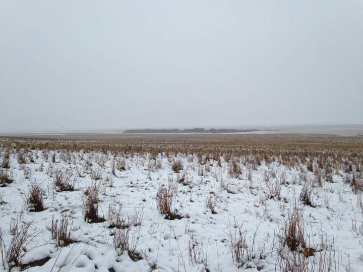 The photos appear to show a barren snowy landscape, but a closer look reveals dozens of sheep in the photos that are camouflaged by the snowy field.