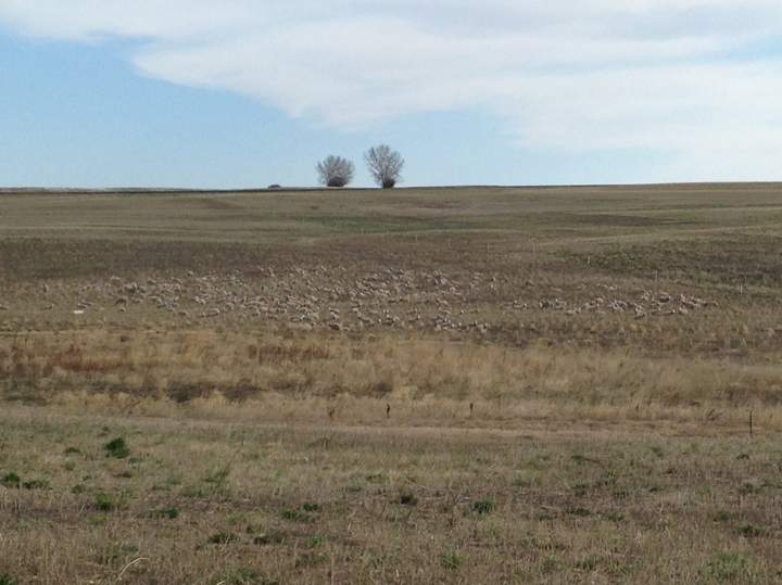 The photos appear to show a barren snowy landscape, but a closer look reveals dozens of sheep in the photos that are camouflaged by the snowy field.