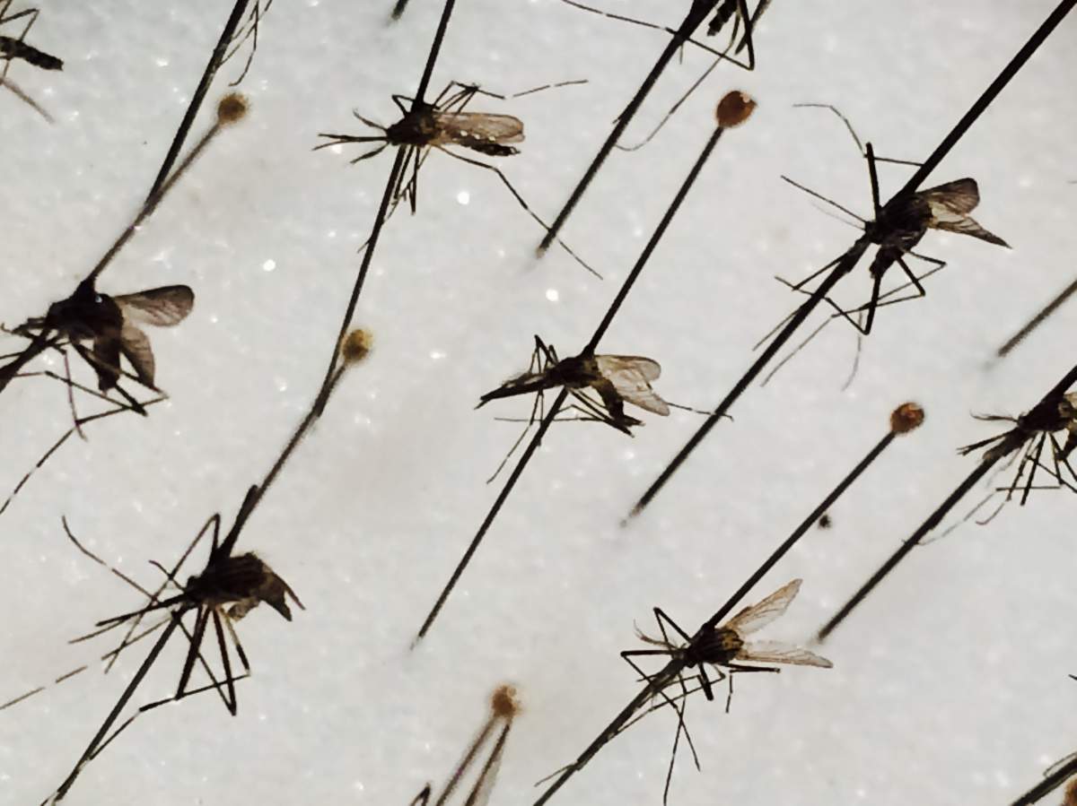 Disease-carrying mosquito reaches B.C. - image