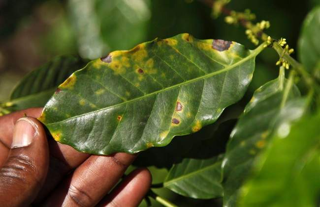 In this photo taken Wednesday, Oct. 21, 2015, coffee farmer Luka Kinyere shows plants infected with leaf rust, a fungal disease that coffee production experts there say has become more prevalent because of rising temperatures, in Kasese, in the foothills of the Rwenzori Mountains near the border with Congo, in western Uganda. Here coffee is the lifeblood of many families but their success is threatened by climate change, which has warmed the region over the years, encouraging pests and diseases and bringing erratic but intense rains that erode fertile earth. (AP Photo/Stephen Wandera).
