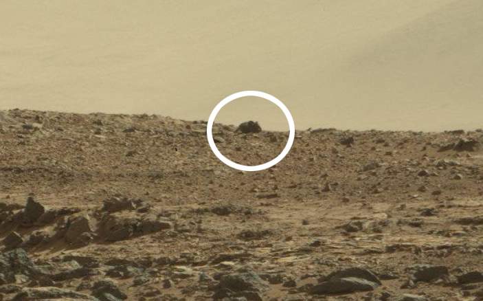 Mouse or oddly shaped rock? .