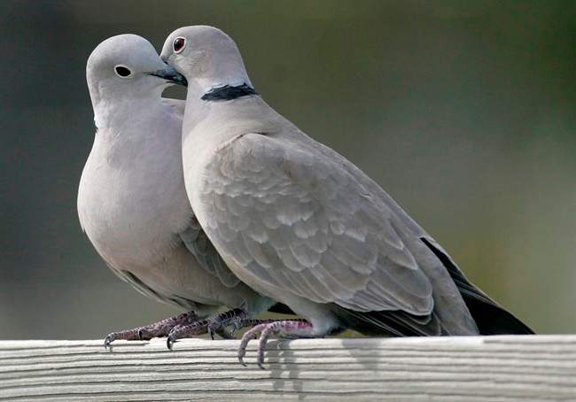 This file photo shows two turtle doves in St. George Island, Fla. 