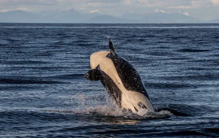 An orca like the one shown above was .