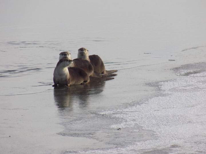 November 24: This Your Saskatchewan photo was taken by Wes Pearson of a family of otters frolicking on the Waterhen River north of Meadow Lake.