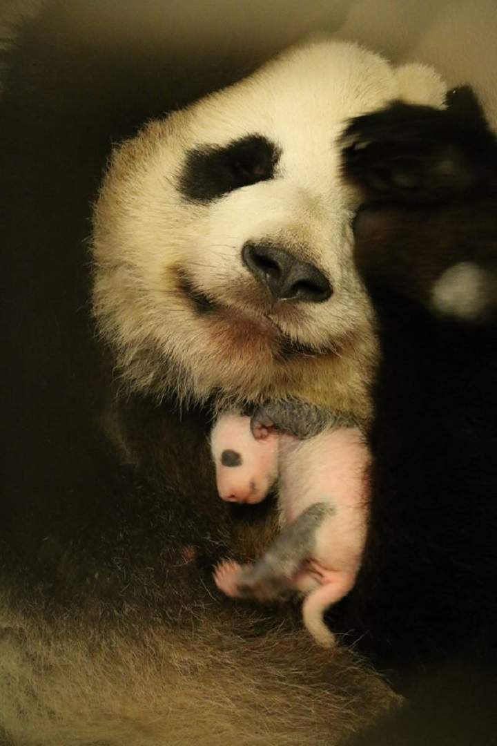 The 21-day-old cubs are still in a “critical time,” but “are progressing quite well” and mother Er Shun is showing “strong maternal instincts,” the zoo reports.