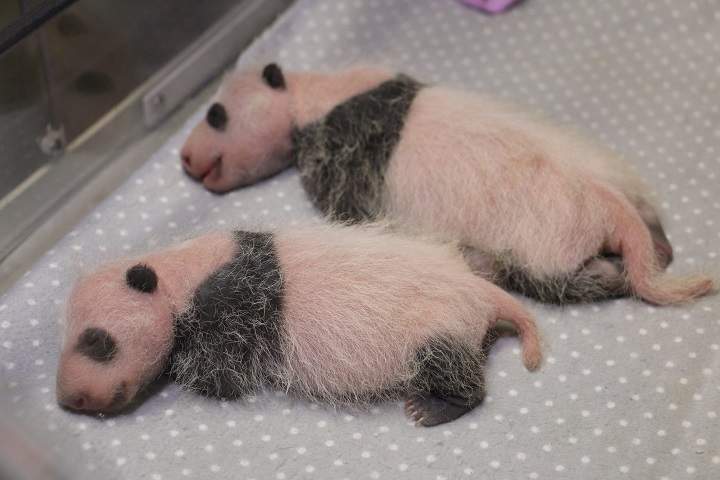 The 21-day-old panda cubs are "progressing quite well," according to a report from the Toronto Zoo.