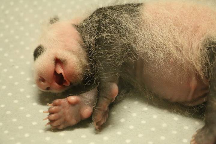 PHOTOS: Panda cubs thriving at Toronto Zoo - image