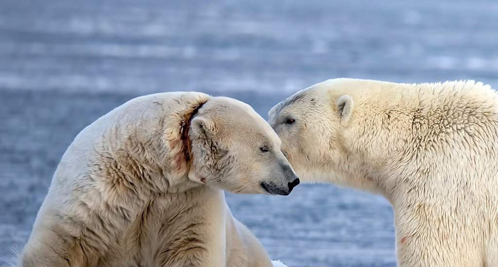 A photo of the polar bear that many believe is suffering due to its collar being too tight.