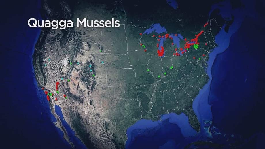 Quagga mussels presence across North America.