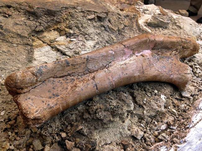 The arm bones belonging to a baby Pentaceratops is unveiled at the New Mexico Museum of Natural History and Science in Albuquerque, N.M., on Thursday, Nov. 5, 2015. 