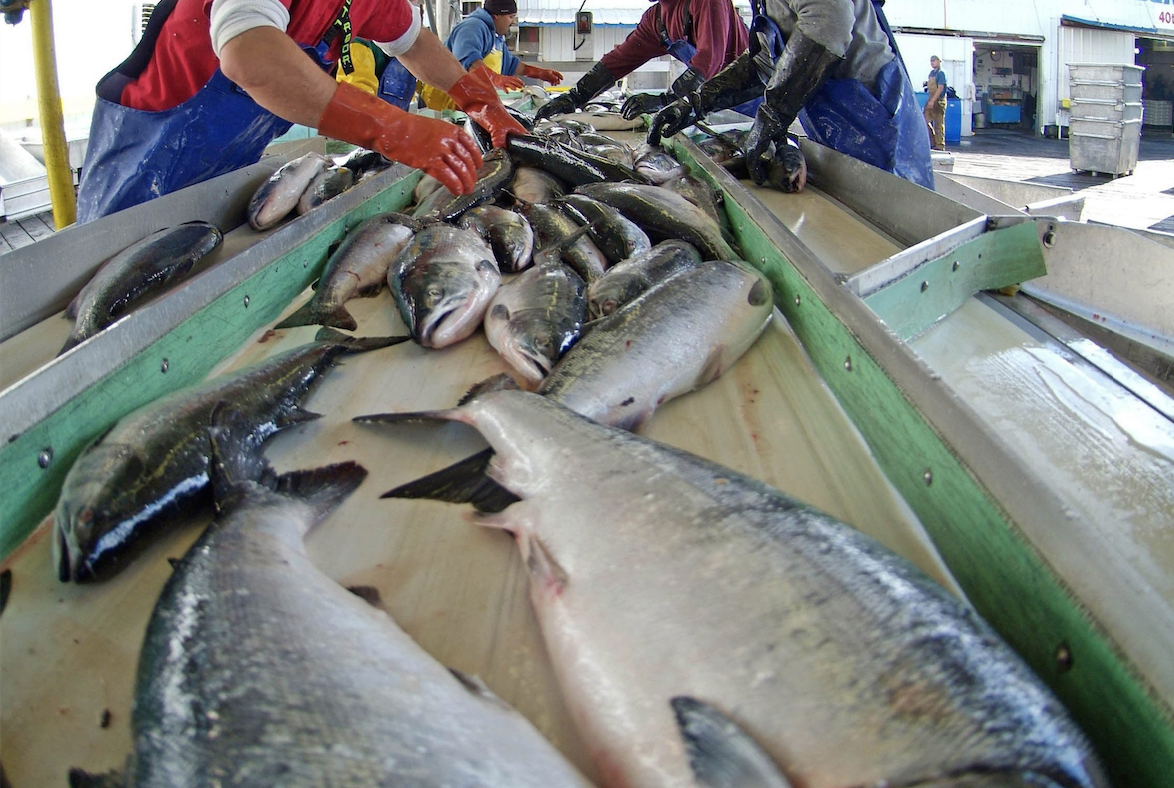 Prince Rupert’s largest cannery closing; 500 jobs in jeopardy - image