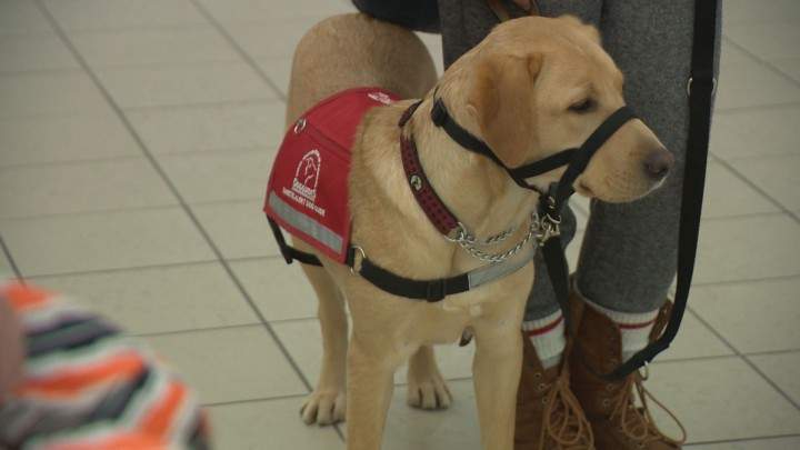 How a simple sniff by a diabetic service dog could save a life - image