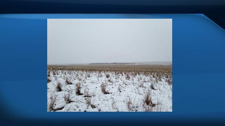 The photos appear to show a barren snowy landscape, but a closer look reveals dozens of sheep in the photos that are camouflaged by the snowy field.