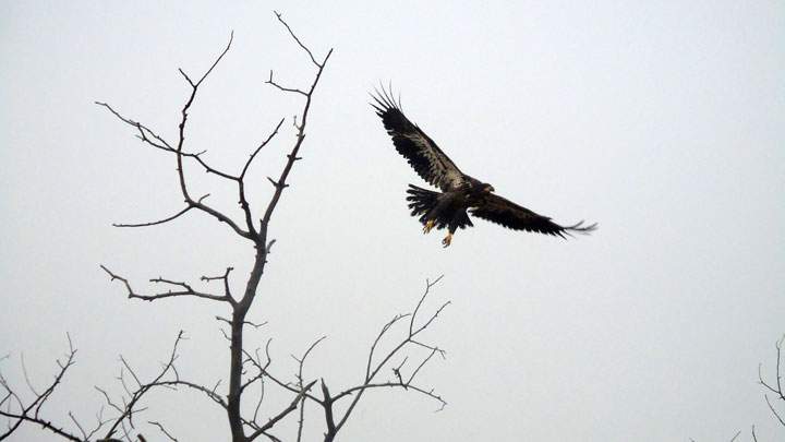 November 15: This Your Saskatchewan photo was taken by Cheryl Fedirko of an eagle at Reward, Sask.