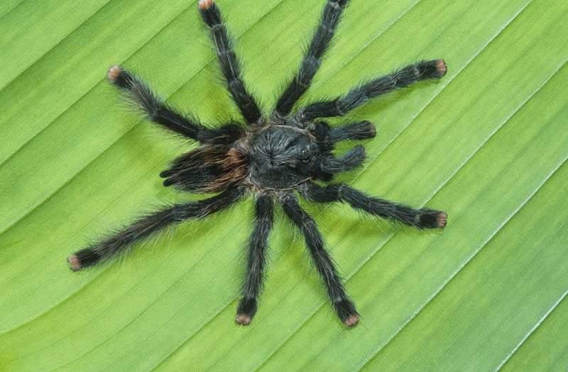 Australian man left embarrassed after efforts to kill spider mistaken for domestic abuse.