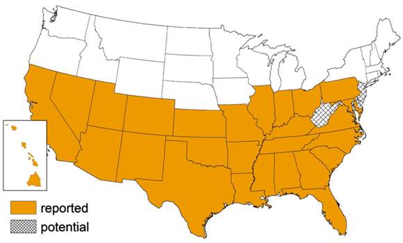 Canadian travellers beware: Deadly ‘kissing bug’ now in 28 U.S. states - image