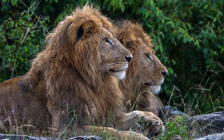 Lions at the Mara North Conservatory in Kenya.