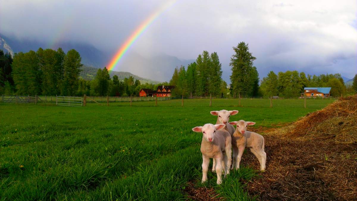 Best B.C. Weather Window Photos of 2015 - image