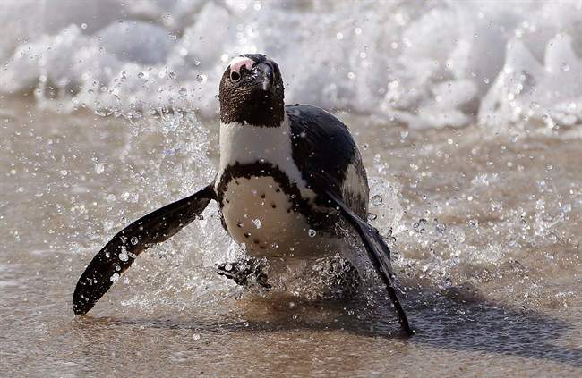In this Thursday, Aug. 27, 2015 file photo, a penguin runs out of the ocean at Boulders beach, a popular tourist destination, in Simon's Town, South Africa.