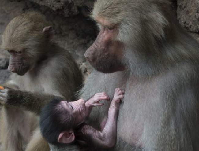 A male infant Hamadryas baboon.