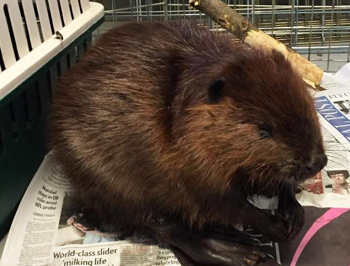 The sick beaver who hitched a ride.