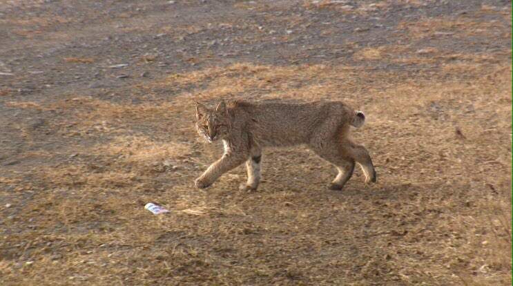 Seeing a bobcat is rare, getting glamour shots is an even bigger treat - image