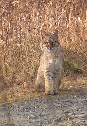 Seeing a bobcat is rare, getting glamour shots is an even bigger treat - image
