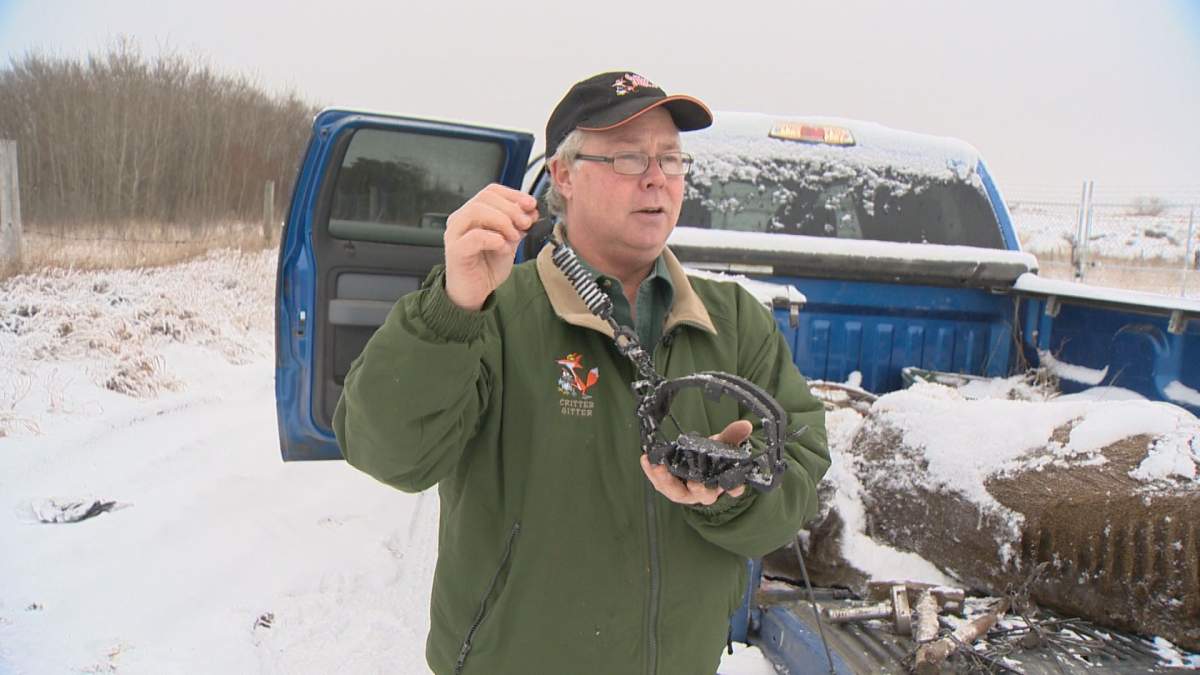 Critter Gitter Wildlife Control Services is the company hired to take care of the coyote issue.