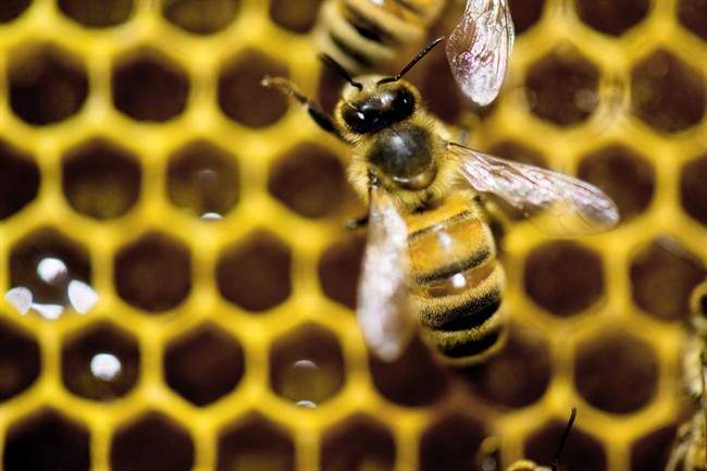 The Canadian beekeeping industry is buzzing over new numbers that show honey production is up.New figures from Statistics Canada show beekeepers produced 95.3 million pounds of honey in 2015, an increase of 11.4 per cent from the previous year.