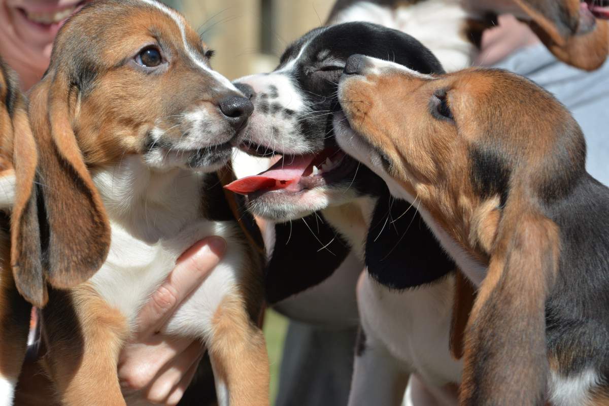 Animal protection laws in Manitoba are ranked the highest in Canada.