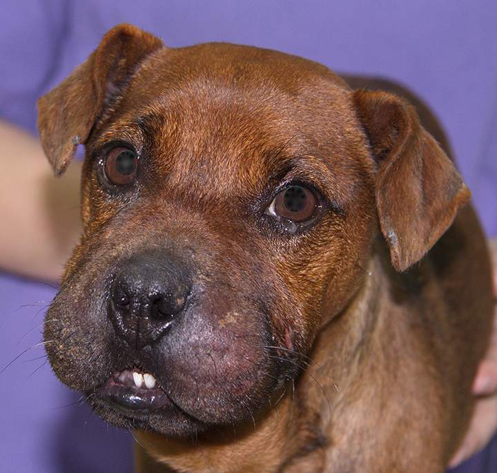 Officials said the dog likely would not have survived if it hadn't been found in time.