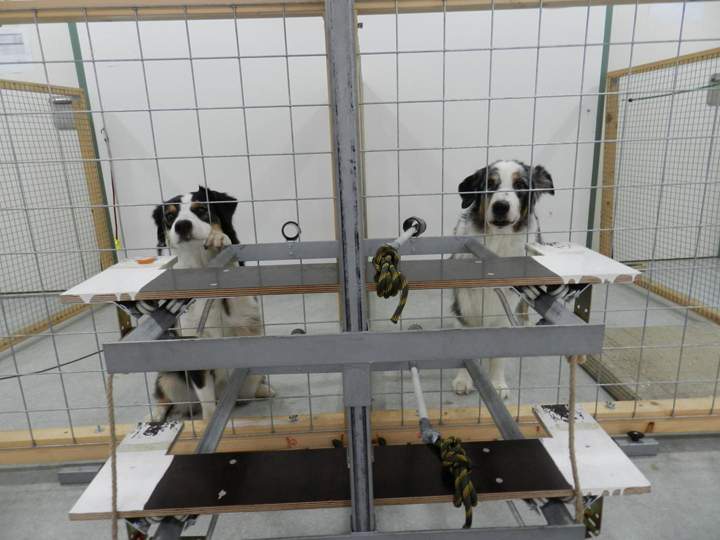 The donor dog (right) can pull a tray and donate food to the receiver-dog (left).