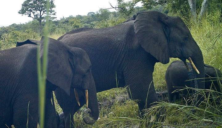 In this photo taken Thursday, Oct. 22, 2015 and released by Fauna & Flora International and Bucknell University Friday, Dec. 11, 2015, rare African forest elephants (Loxodonta cyclotis) are seen by a remote-sensing camera, in Western Equatoria State, South Sudan. The critically endangered elephant species has been photographed by researchers for the first time in South Sudan, significantly expanding the known range of the animal, but even in these remote forests it faces threats from illegal logging and from war. 