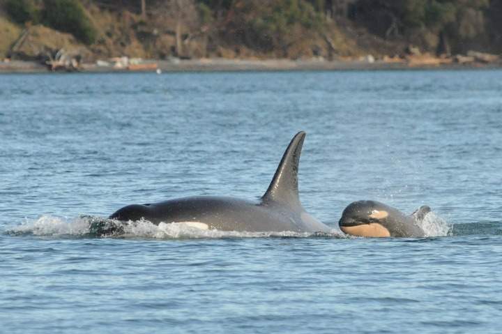 Another baby orca was spotted off the coast of B.C.